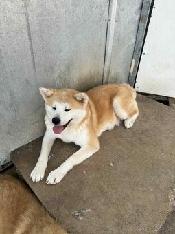 Štěňata Akita inu - 13