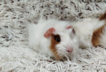 Morče, Morčata, Morčátko, Morčátka - DARWIN A MERLIN - 13