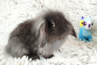Zakrslý beránek, králíček, králík - MATTY A MENY - 13