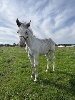 Hřebeček Appaloosa - 13