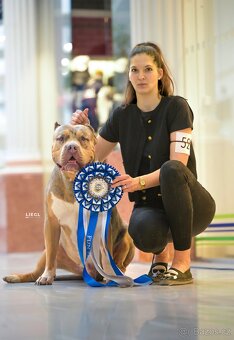 American Bully XL 🐾 - 13