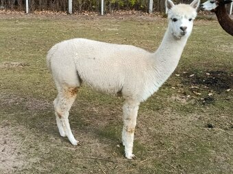 Alpaka - 13