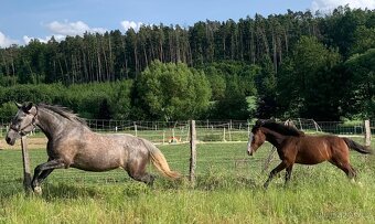 Welsh pard Bred malý sportovní kůň - 13