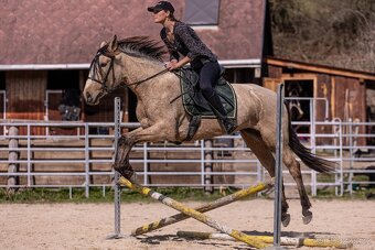 Lusitano klisna - 13