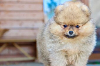 Pomeranian s PP FCI - 13