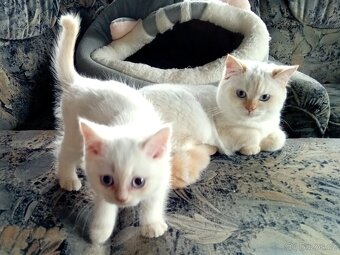 Britský kocourek colorpoint s PP - 13