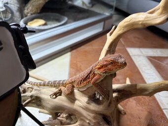 Agama vousatá mláďata k prodeji - 13