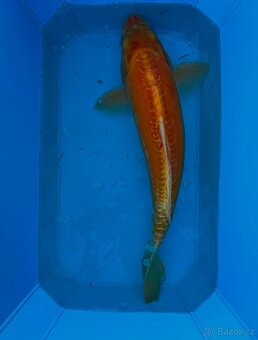Koi kapři - 13