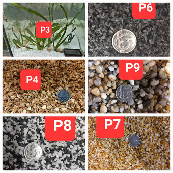 Akvarijní ryby,šneci,krevetky,rostliny - 13