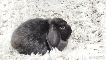 Zakrslý beránek, králíček, králík - BRUNO - 13
