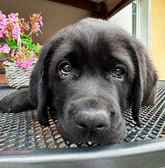 IHNED K ODBĚRU Labradorský Retriever s PP - 13
