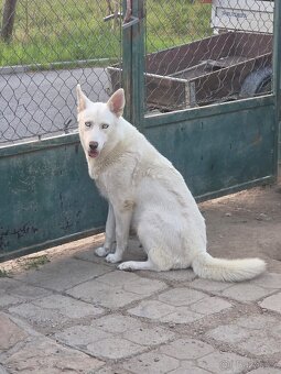Sibiřský Husky - 13