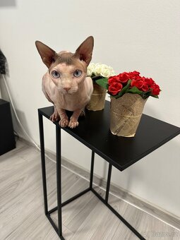 Koťata Kanadský Sphynx - 13