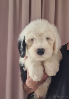 Staroanglický ovčák bobtail - 2 kluci k dispozici - 13