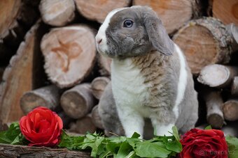 Krasna miminka rex beranků ( plyšová srst) - 13