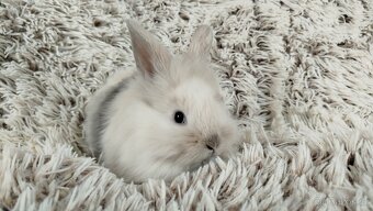 Zakrslý králík, králíček, králík - (lvíček)-VIKY - 13
