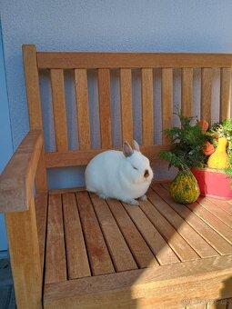 Zakrslá samička mazlíček - 13