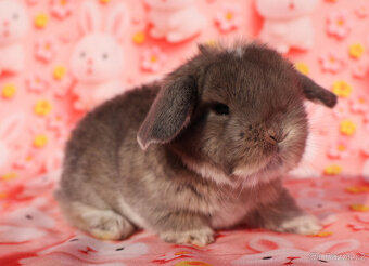 Minilop Beránci - 13