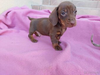 Jezevčík trpaslici - 13