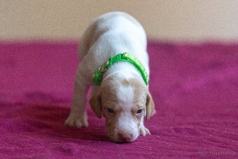 Saintgermánský ohař - štěňátka k zamluvení - 13