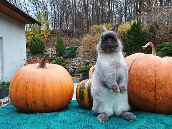 Zakrslý siamský žlutý samečci - 13