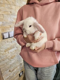 Zakrslý králík - 13