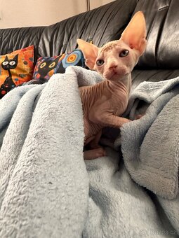 Kanadský Sphynx s průkazem původu - 13