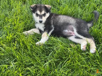 Štěňata husky a labrador - 4 fenky a 1 pes k odběru od 18.5. - 13