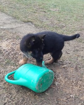 Německý ovčák - štěňata s PP - 13