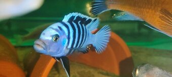 Tlamovci Malawi 9 - 13