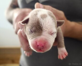 American Bully XL originální původní krev rodokmen ABKC USA - 13