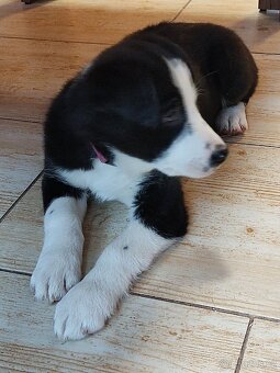 Border kolie již k odběru - 13