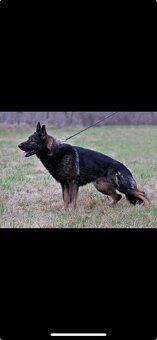 Německý ovčák - 13