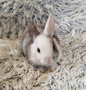 Zakrslý krátkouchý - 13