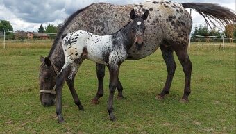 Appaloosa přiouštění klisen - 13