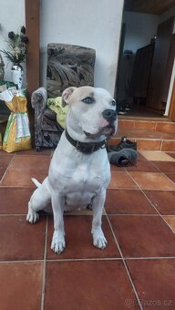 🐾 Americký stafordšírský teriér - 13