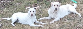 Štěňata labradora - 13
