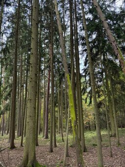 Prodej lesních pozemků v k.ú. Doubrava nad Vltavou - 13