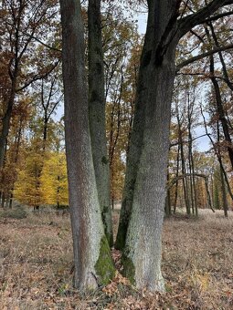 Prodám pozemky v k.ú. Snopoušovy - 13