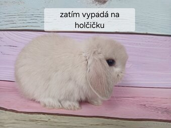 Králíčci Minilop - 13