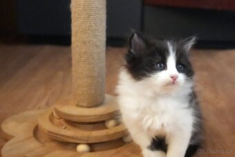 Sibiřská kočka - kocourek s PP - 13