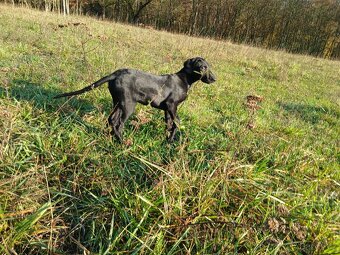 ŠTĚŇÁTKO, ŠTĚŇÁTKA, ŠTĚŇATA, ŠTĚŇE K ODBĚRU - 13