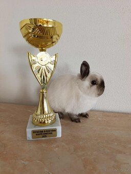 Zakrslý siamský žlutý s rodokmenem - 13