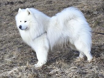 Štěňátka samojeda s PP - 13