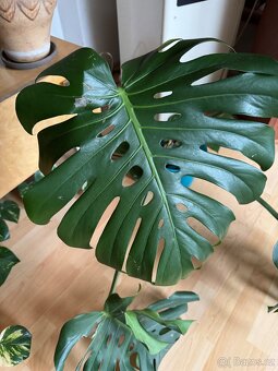 Monstera pokojovky - 13