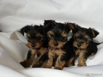 Jorkšírský teriér, Biewer yorkšírský teriér připuštění,krytí - 13