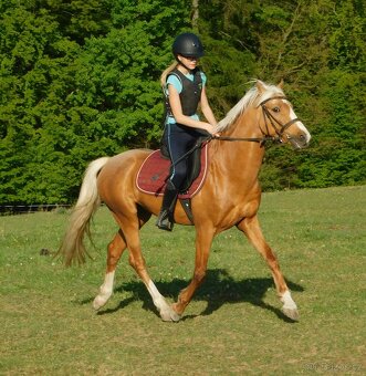 Německý jezdecký pony  do sportu - 13