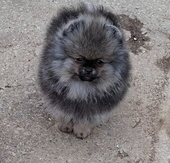 Pomeranian s PP FCI - 13