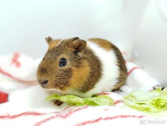 Morče, morčata, morčátko - JACOB a JAMES - 13