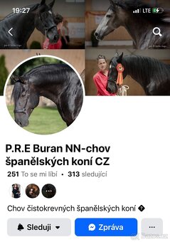Černý hřebec - připouštění klisen - 13
